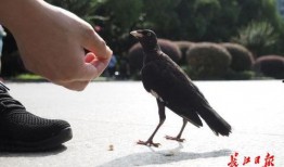 江鸟相关爆料视频,幕后真相与惊人内幕