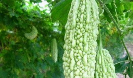 苦瓜特效爆料视频大全最新,最新爆料视频大全深度解析