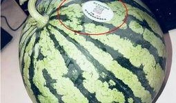 凉山吃瓜网红,揭秘网红背后的生活与美食之旅