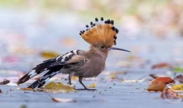 江鸟相关爆料视频,幕后真相与惊人内幕