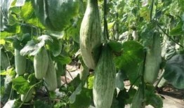 网红界的吃瓜,揭秘娱乐圈幕后真相