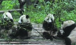 熊猫乐园在线观看,云端探险，萌动时光在线直播