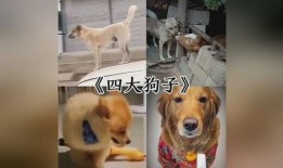 早期狗子爆料视频