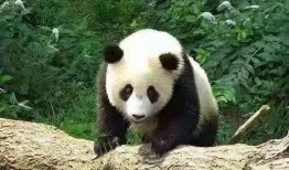 熊猫乐园在线观看,云端探险，萌动时光在线直播