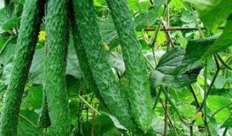 黄瓜农药爆料视频播放大全,视频爆料大全深度解析