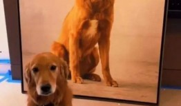 早期狗子爆料视频