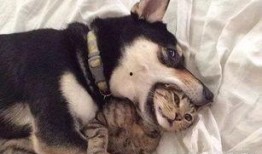 早期狗子爆料视频