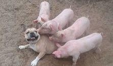 吃瓜猪娱乐新型道歉方式,新型道歉方式席卷娱乐圈