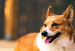 狗大团子爆料视频大全最新,揭秘娱乐圈幕后真相