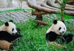 熊猫乐园在线观看,云端探险，萌动时光在线直播
