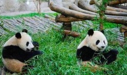 熊猫乐园在线观看,云端探险，萌动时光在线直播