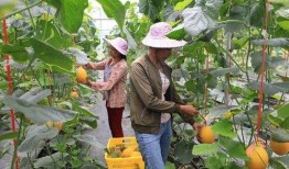 凉山吃瓜网红,揭秘网红背后的生活与美食之旅