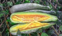 网红吃瓜平台,娱乐圈幕后真相大曝光