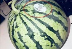 陇南吃瓜网红,带你领略当地美食风情